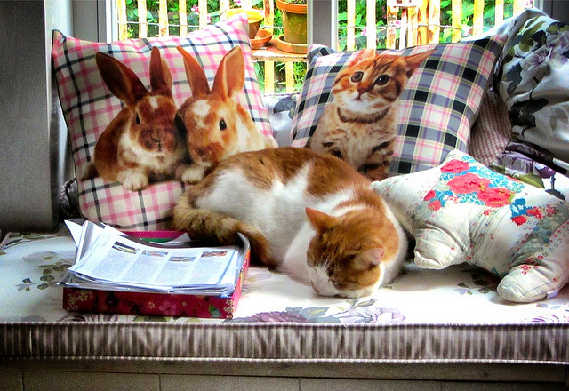 Mehr über den Artikel erfahren This Week’s Animal Report