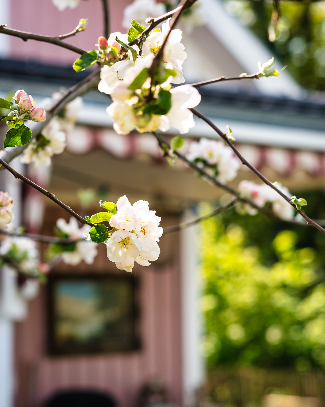 Mehr über den Artikel erfahren Apfelbaum Blühten