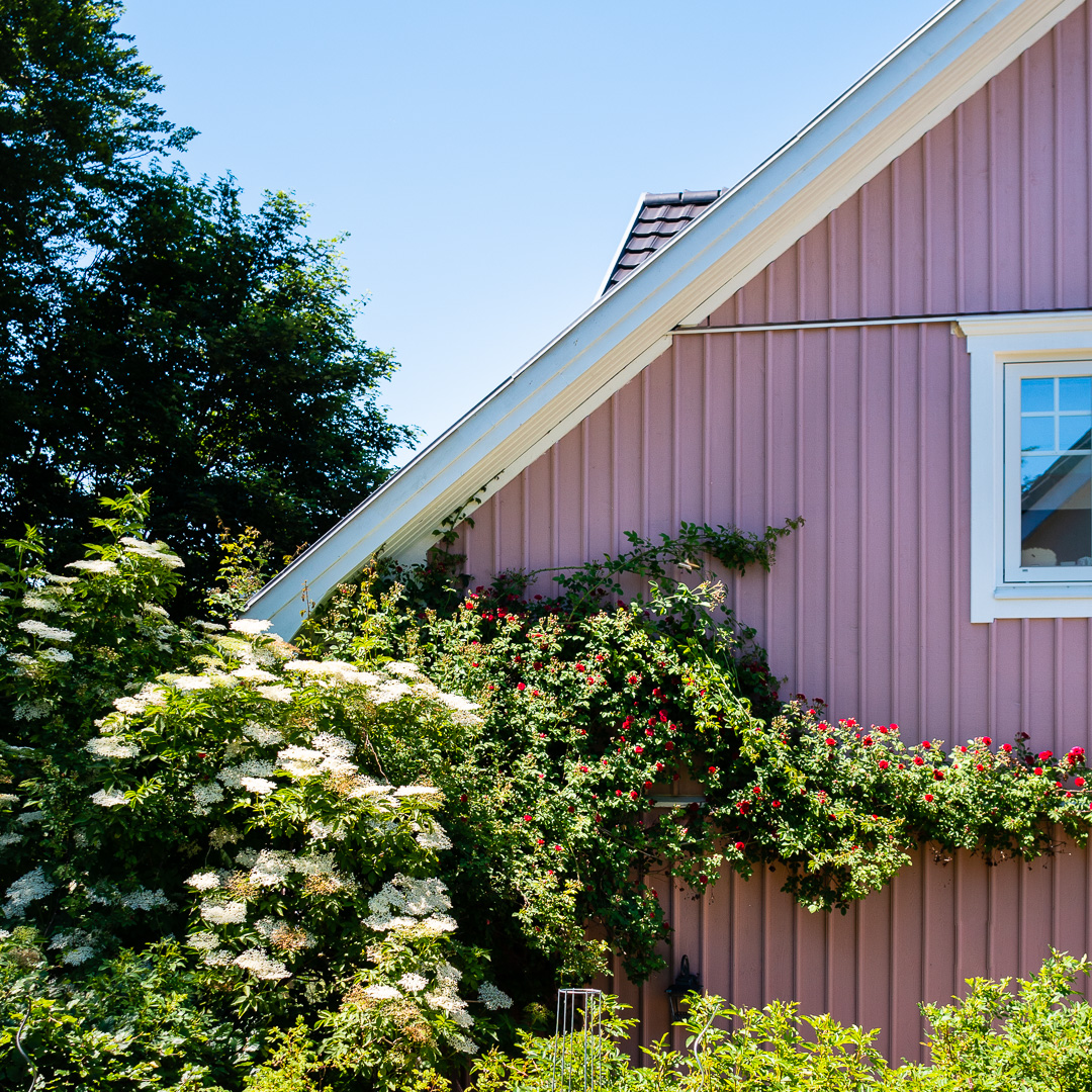 Mehr über den Artikel erfahren Garten Rosa Haus