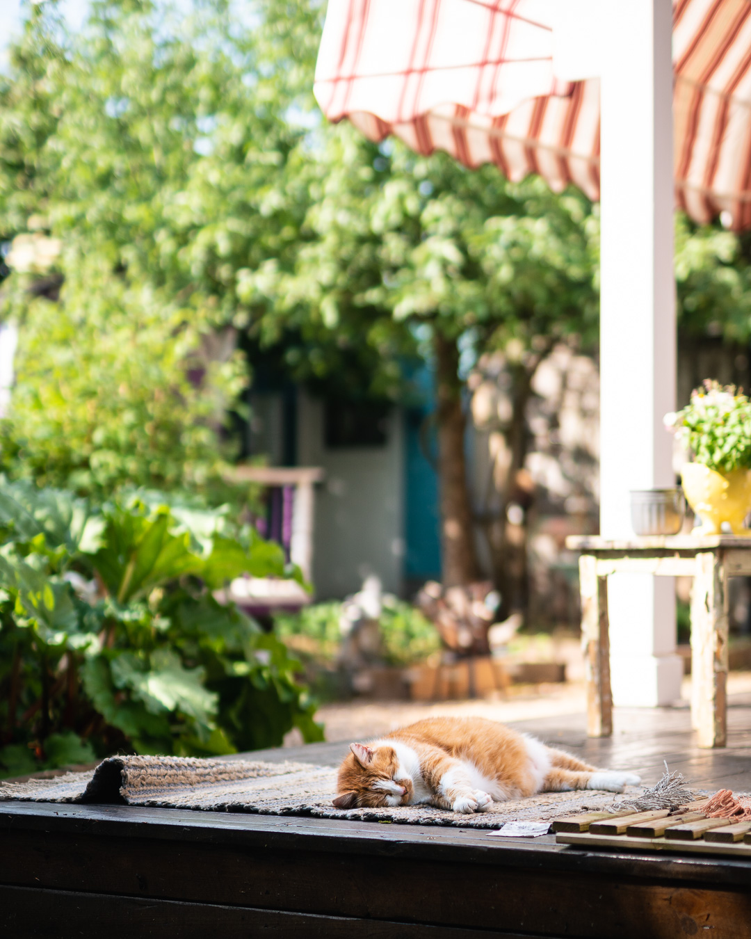 Mehr über den Artikel erfahren Rote Katze am Rosa Haus