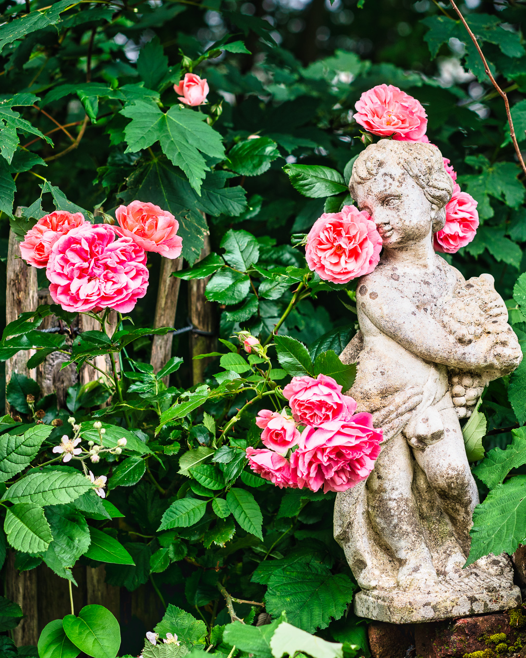 Mehr über den Artikel erfahren Garten im Rosa Haus