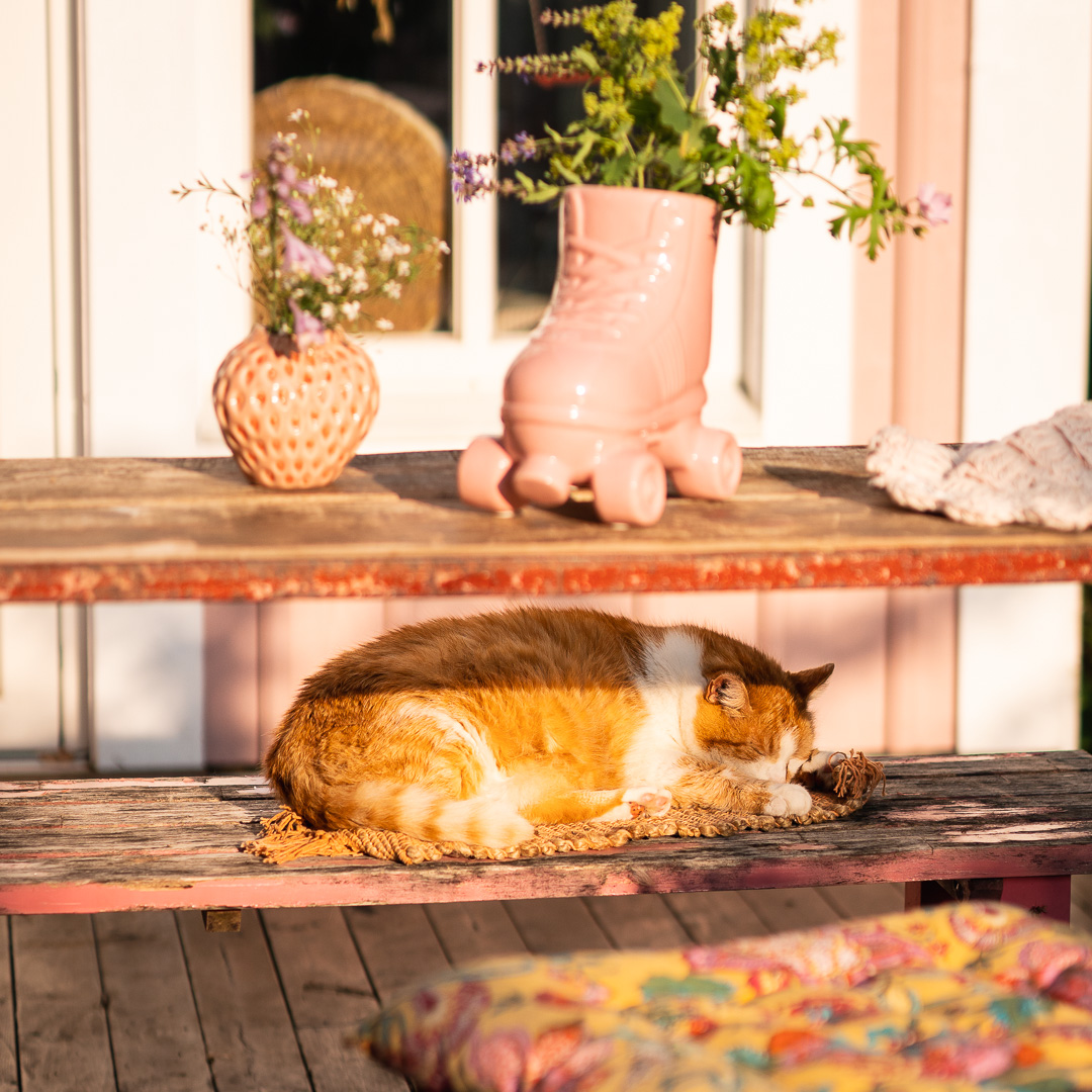 Mehr über den Artikel erfahren Rote Katze Sonnenplatz