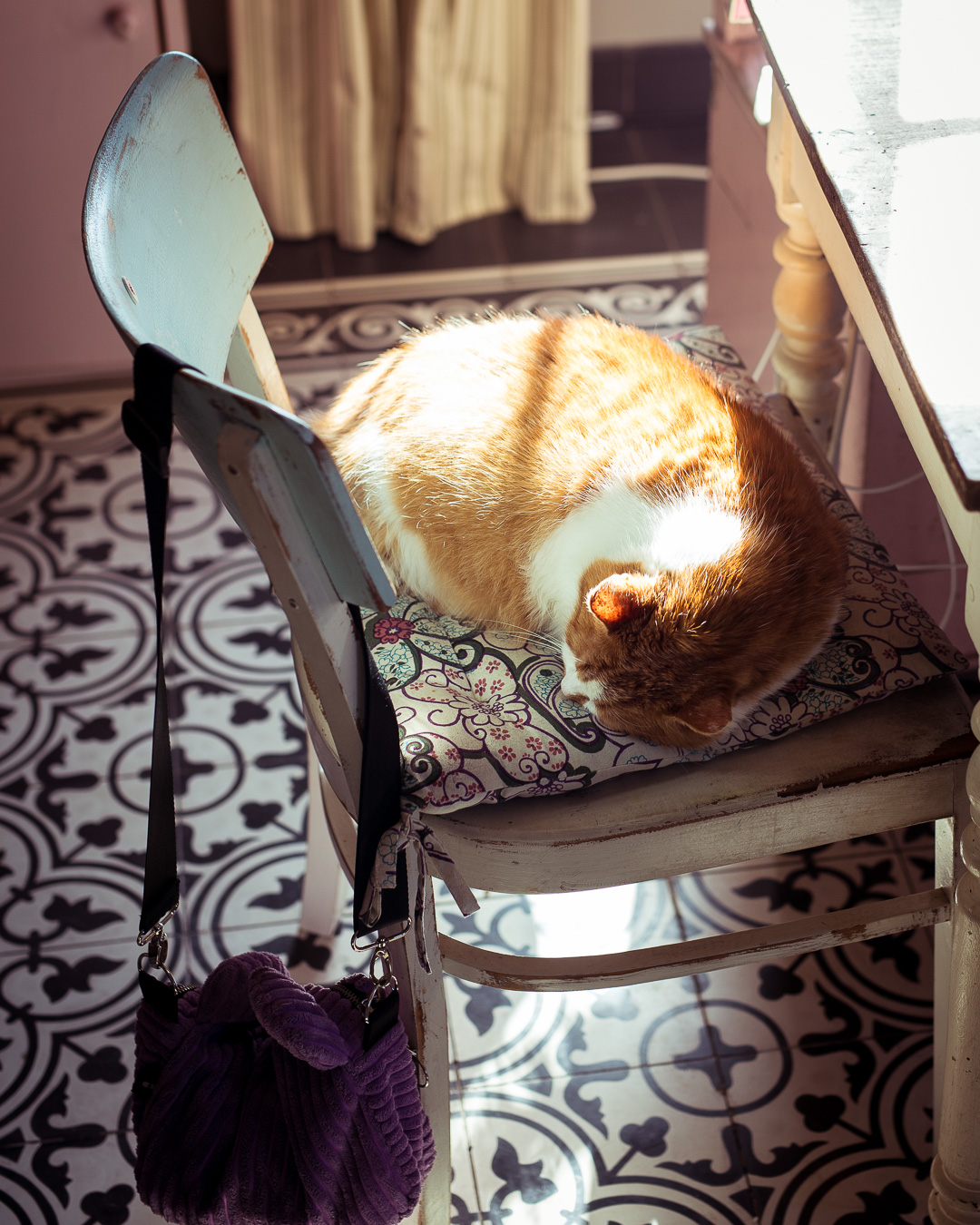 Mehr über den Artikel erfahren Die Rote Katze ist clever