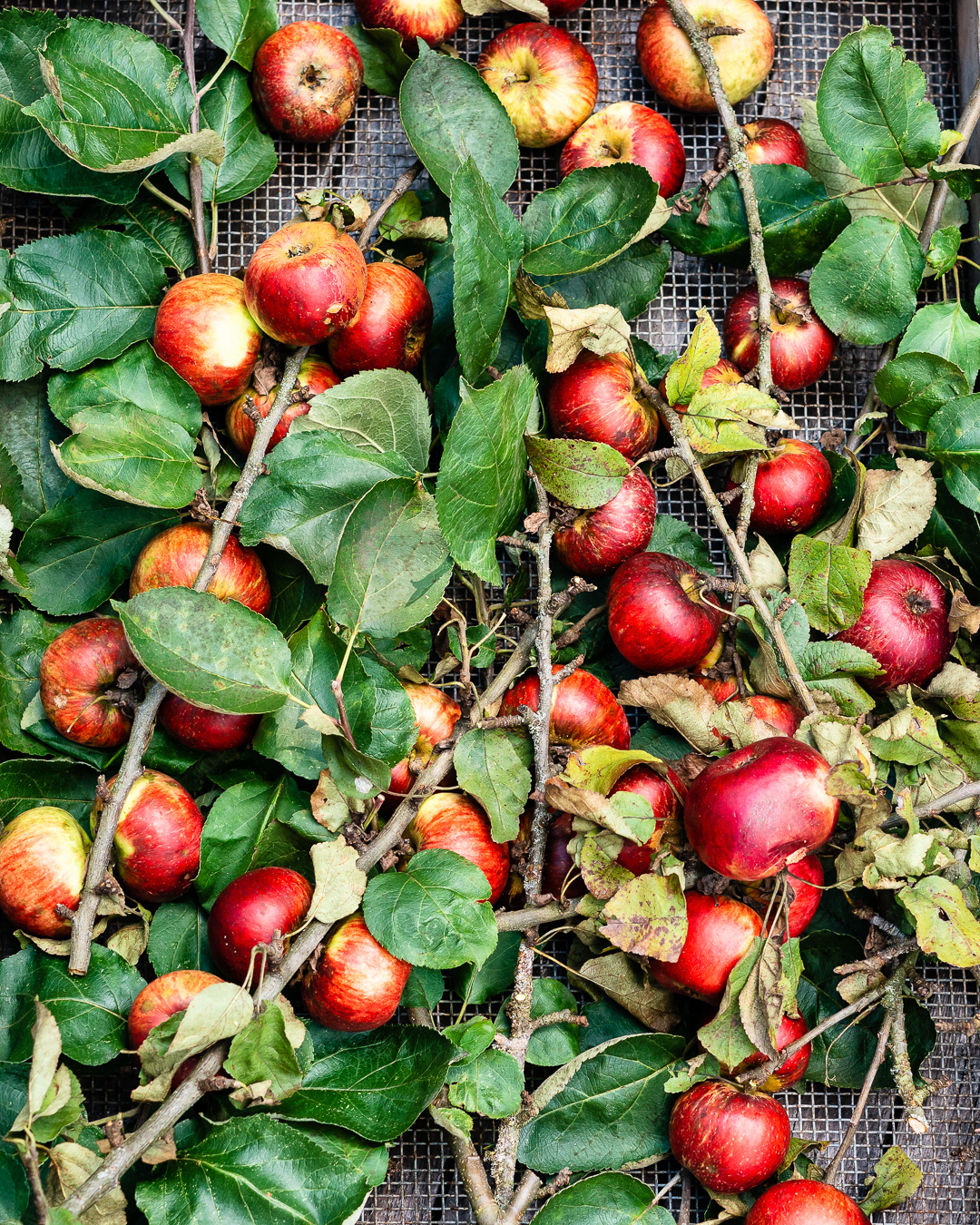 Mehr über den Artikel erfahren Äpfel sind reif