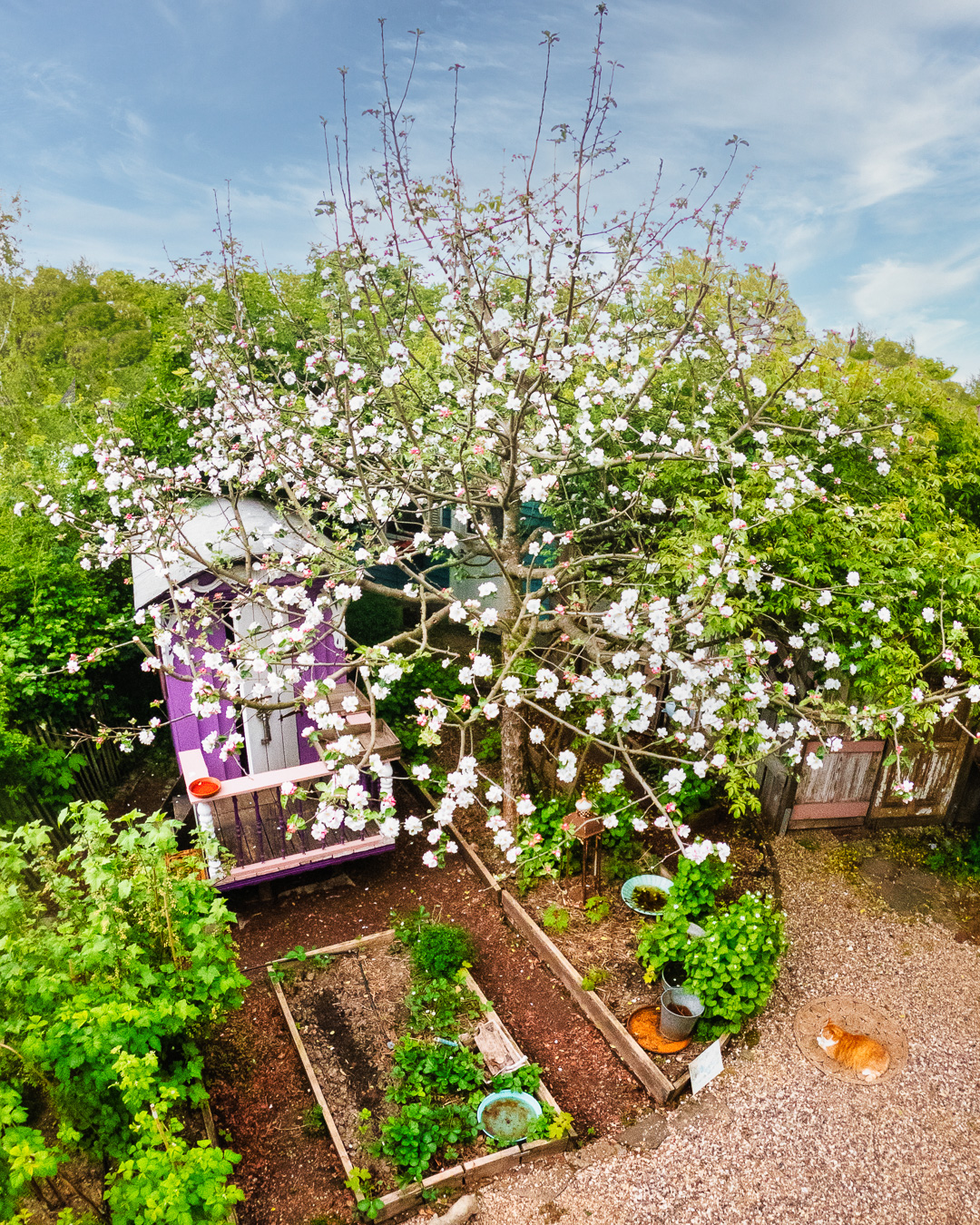 Mehr über den Artikel erfahren Der Apfelbaum am Rosa Haus