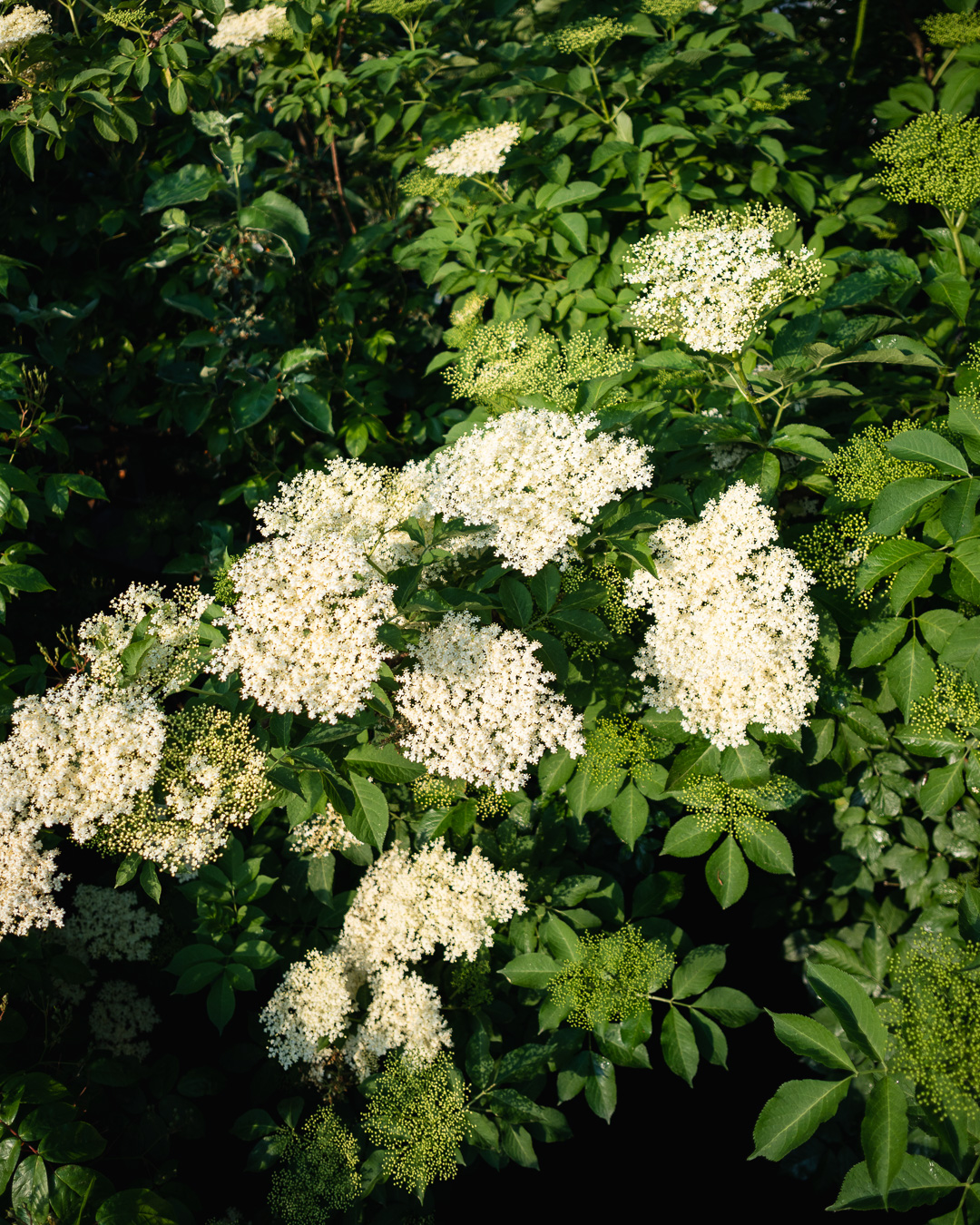 Mehr über den Artikel erfahren Holunder Ernte