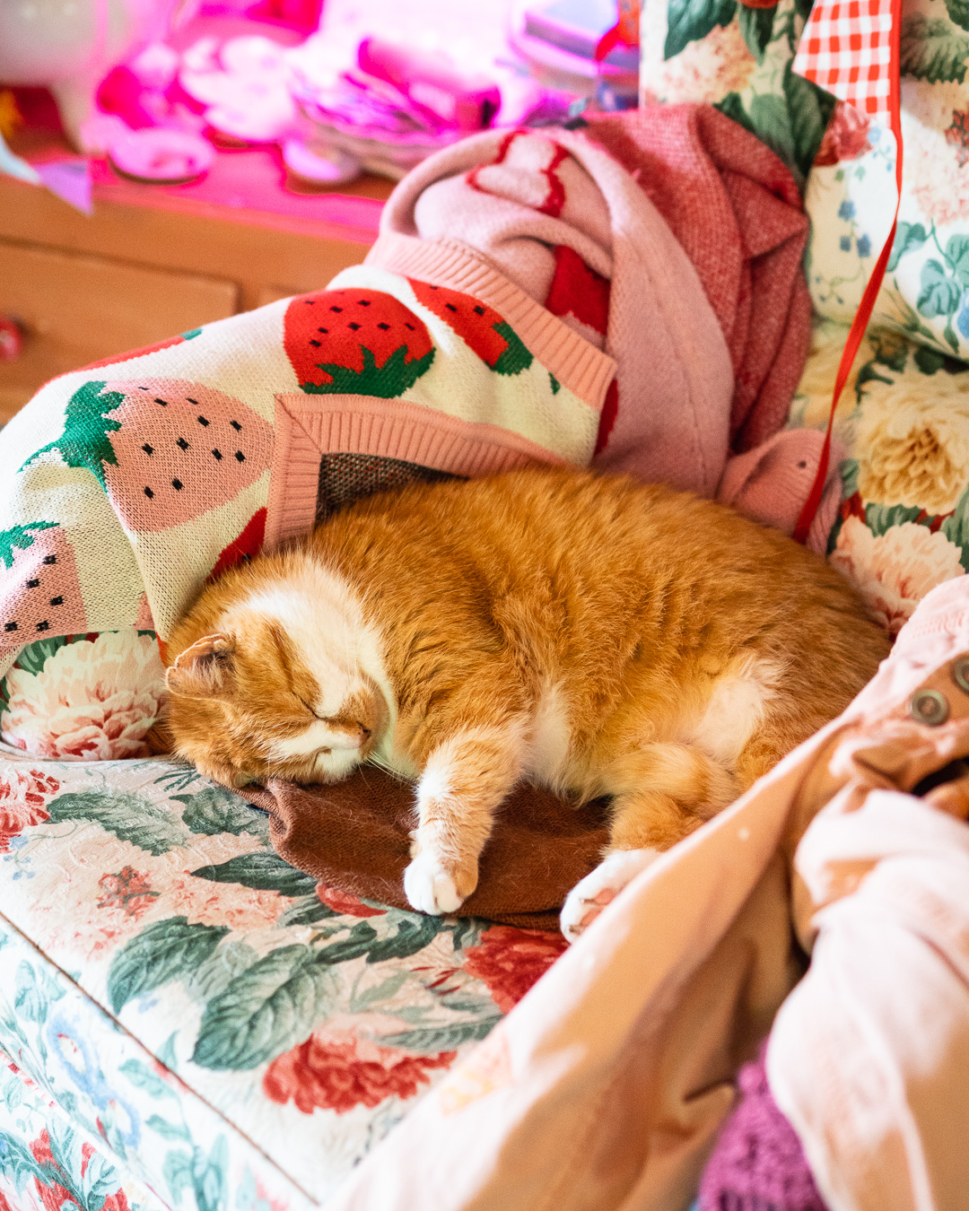 Mehr über den Artikel erfahren Rote Katze auf dem Sessel