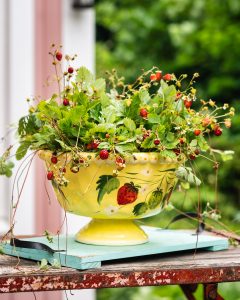 Mehr über den Artikel erfahren Walderdbeeren