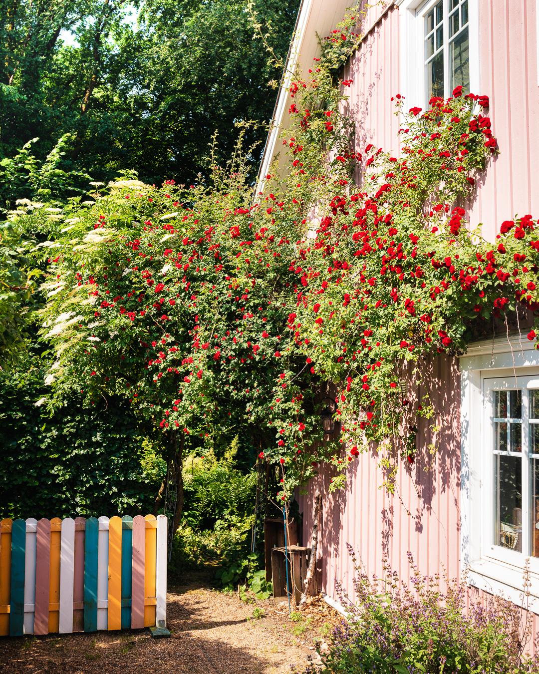Mehr über den Artikel erfahren Rosen am Rosa Haus