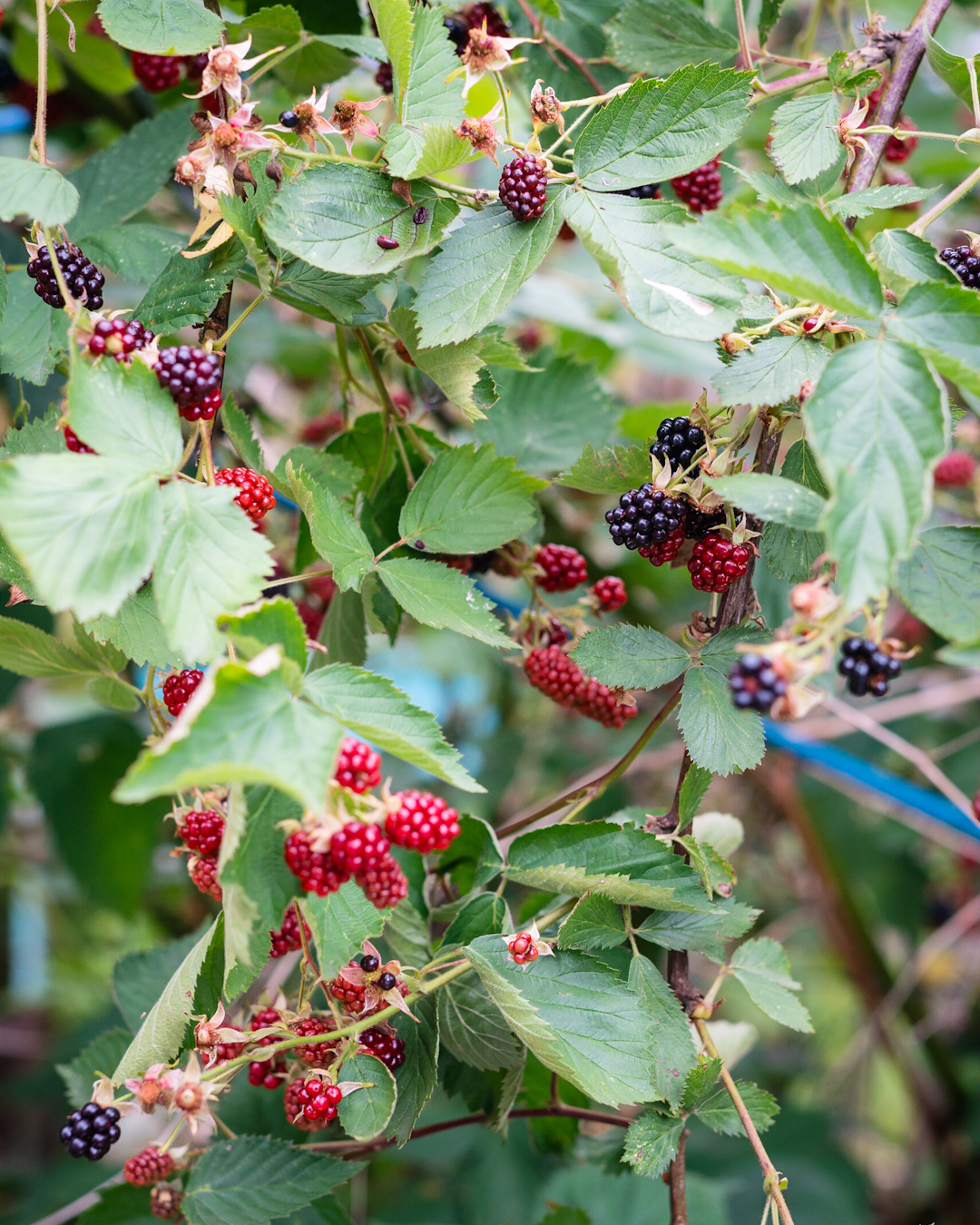 Mehr über den Artikel erfahren Brombeeren im Garten vom Rosa Haus