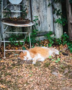 Mehr über den Artikel erfahren Die Rote Katze liegt im Rindenmulch