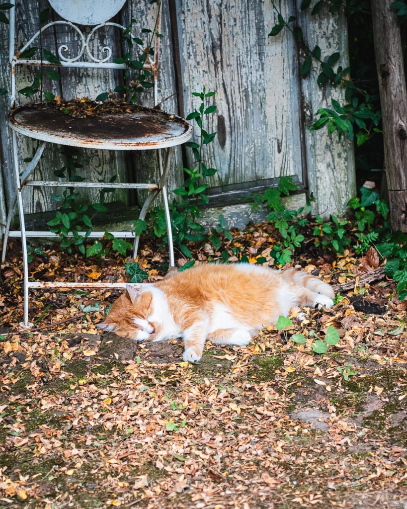 Rote Katze Rindenmulch