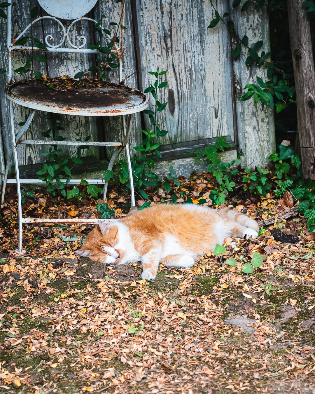Mehr über den Artikel erfahren Die Rote Katze liegt im Rindenmulch